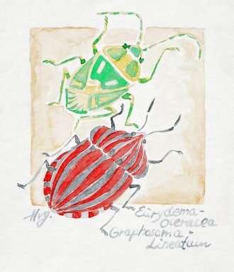 Helle V. Jensen -insekter - akvarel.jpg